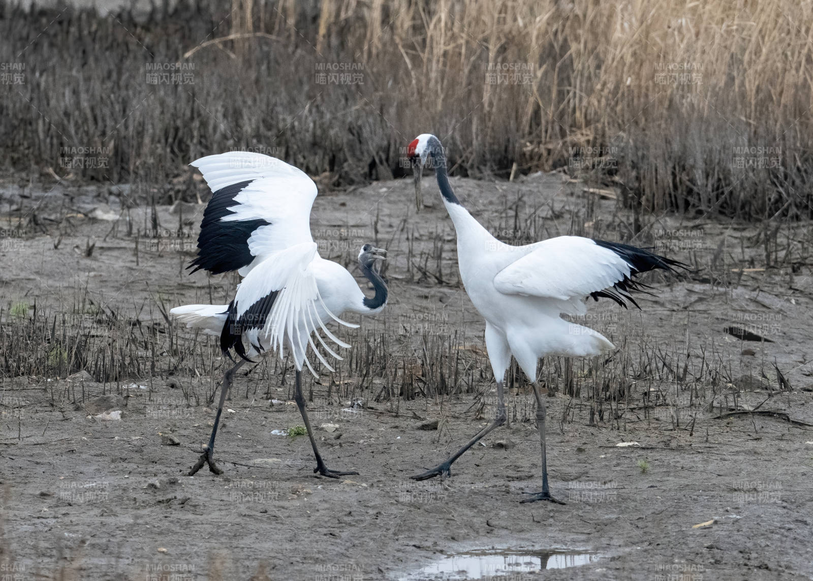 丹顶鹤湿地互动瞬间图片
