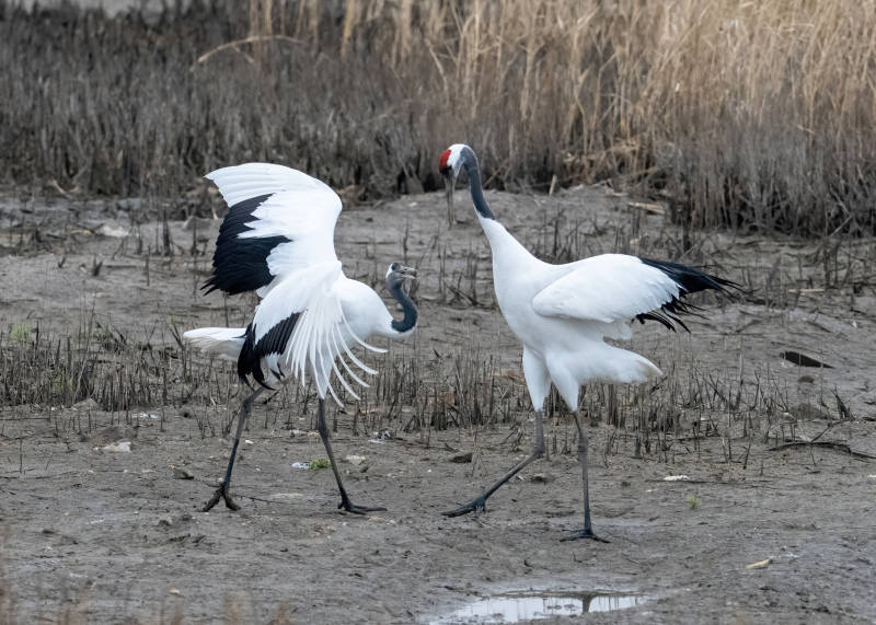 丹顶鹤湿地互动瞬间图片