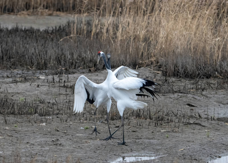 丹顶鹤在湿地展翅飞翔图片
