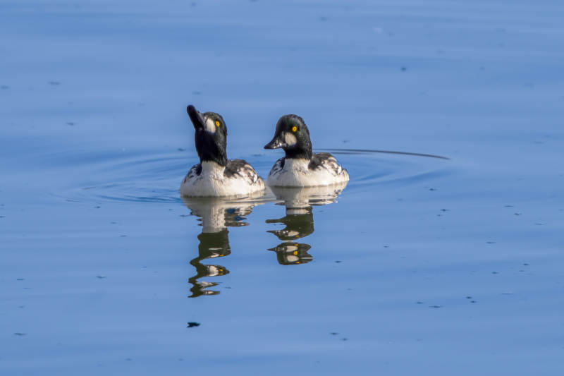 湖面双鸭 静谧相伴图片