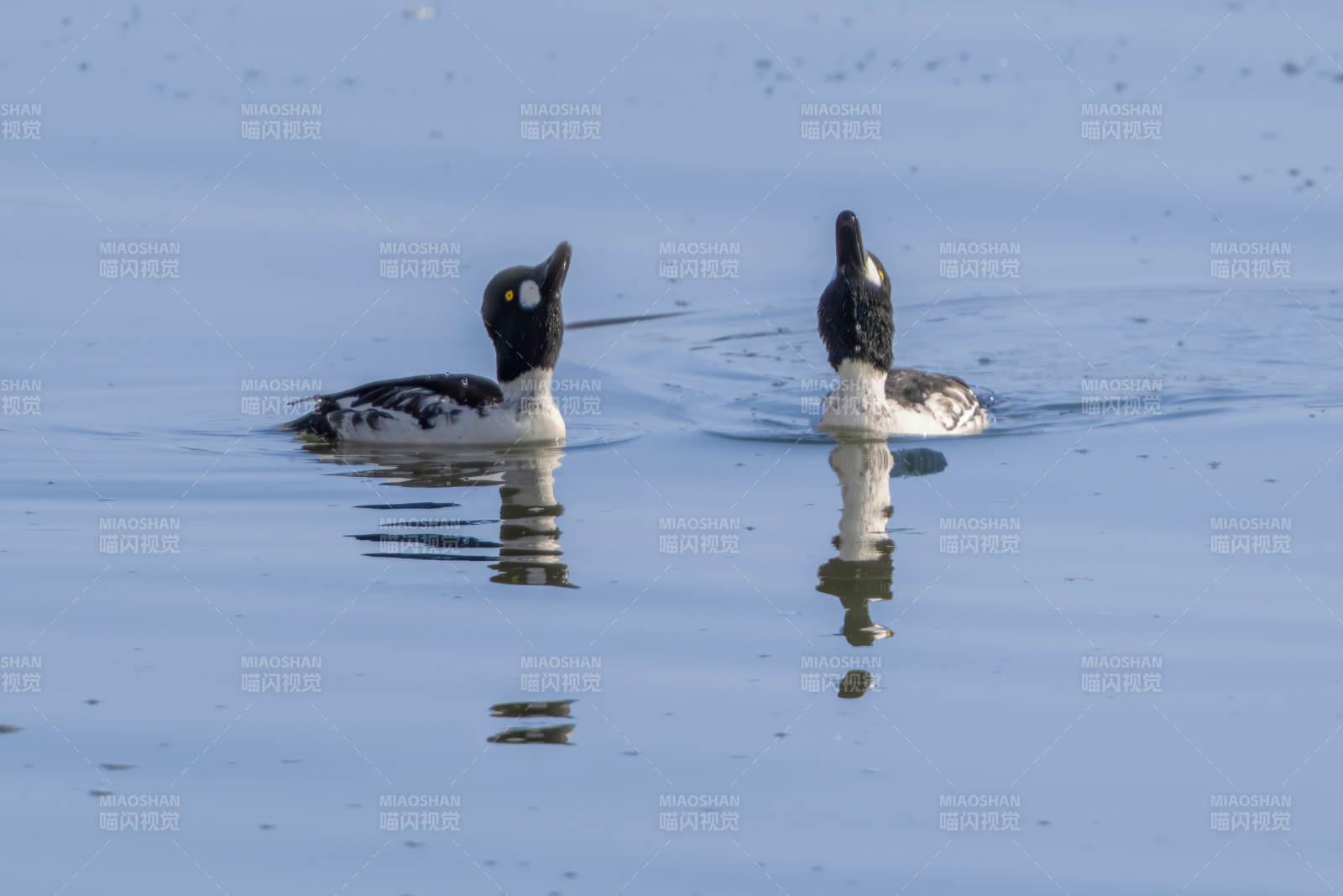 湖面双鸭戏水影图片