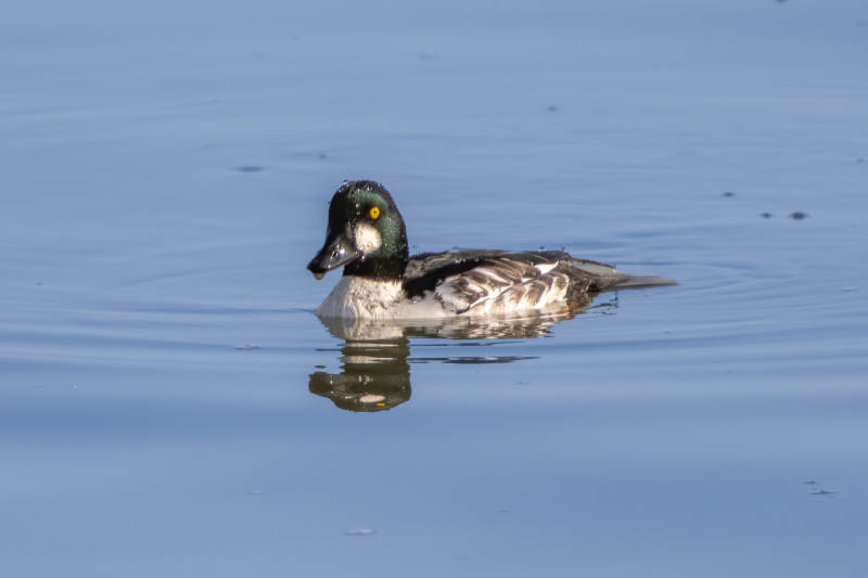 湖面上的鸭子图片