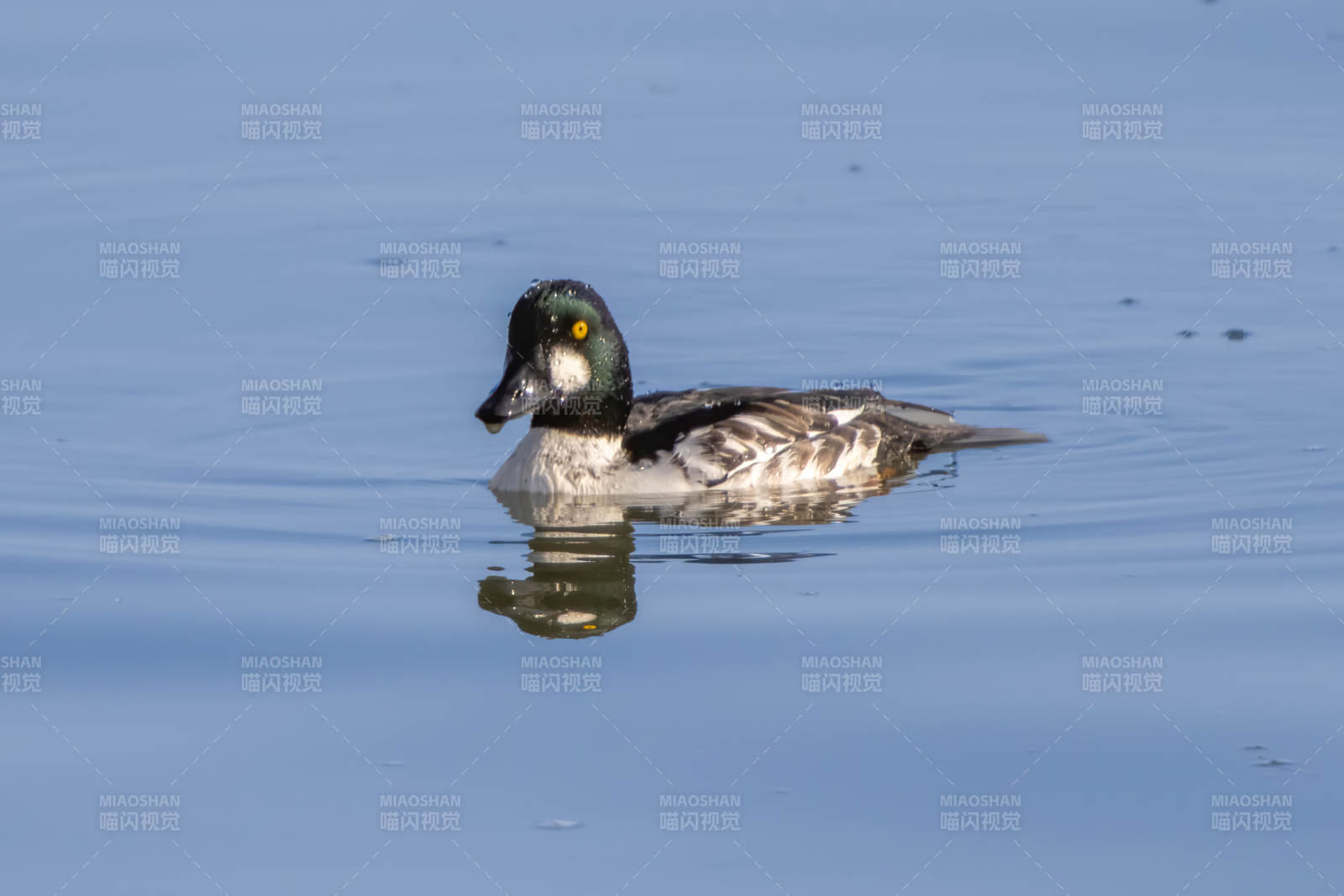 湖面上的鸭子图片