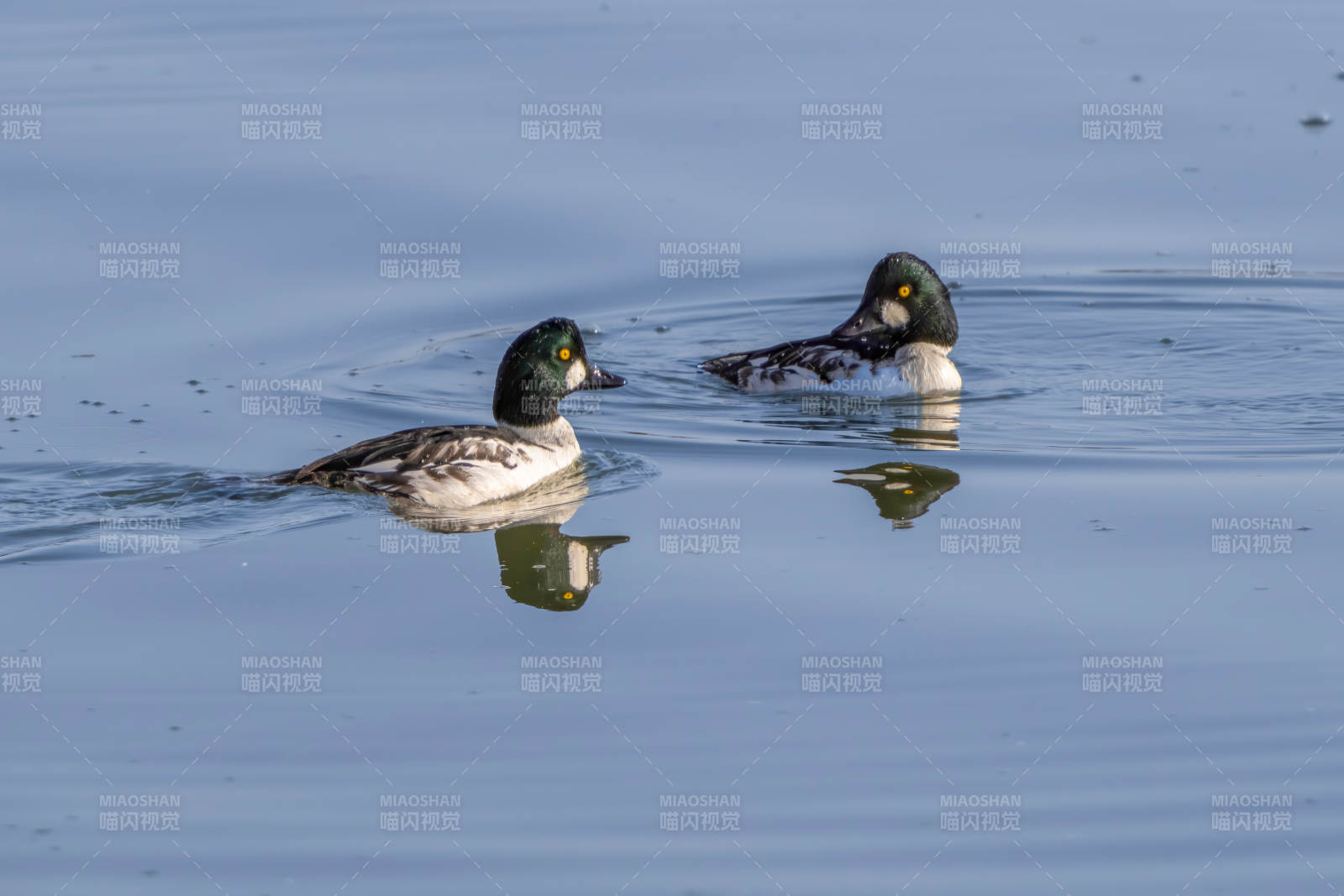 湖面上的两只鸭子图片