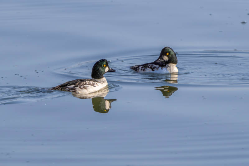 湖面上的两只鸭子图片
