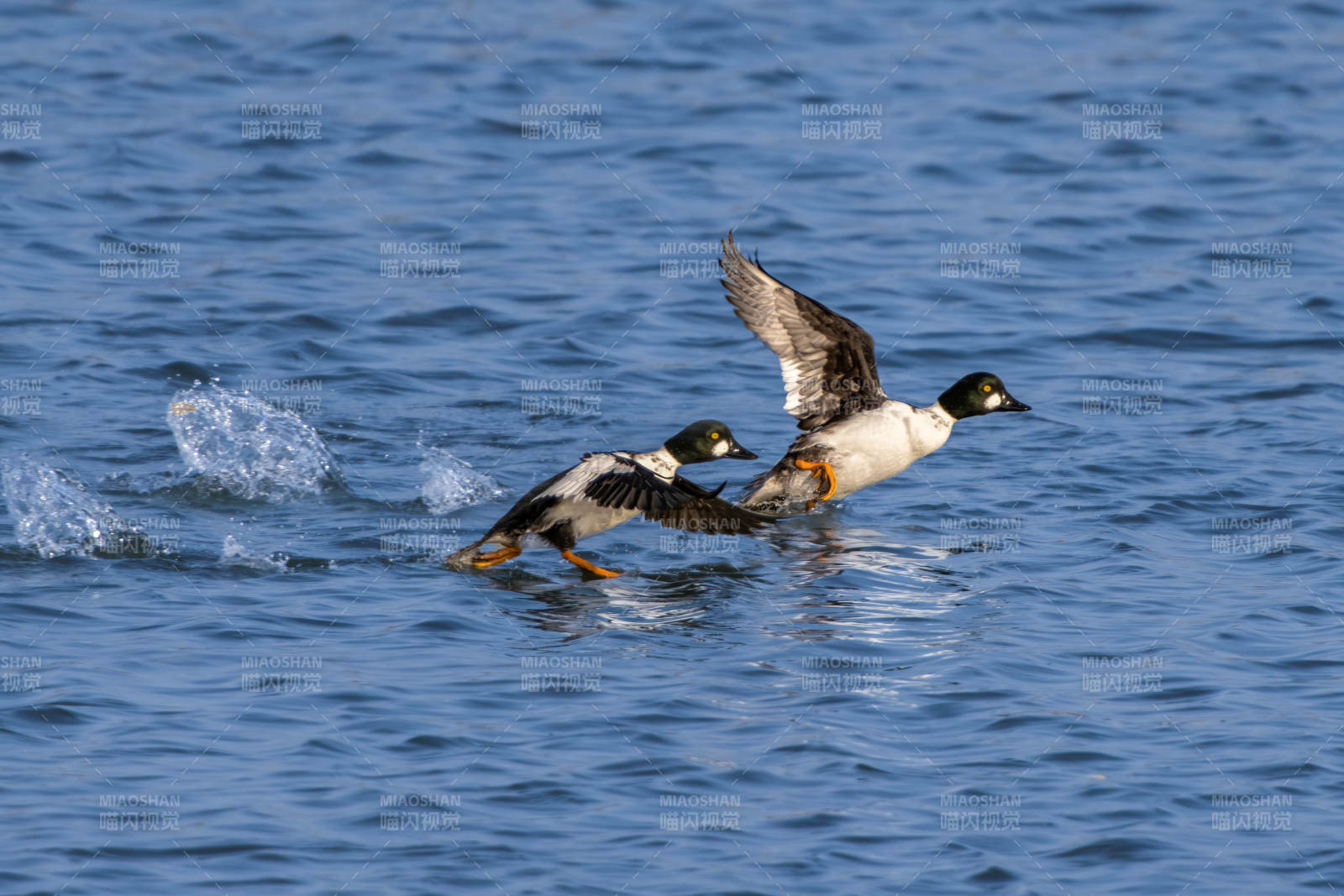 两只鸭子在水面起飞瞬间图片