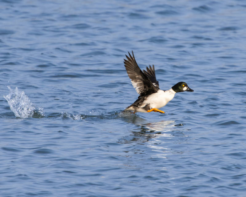 水鸟展翅掠过水面图片