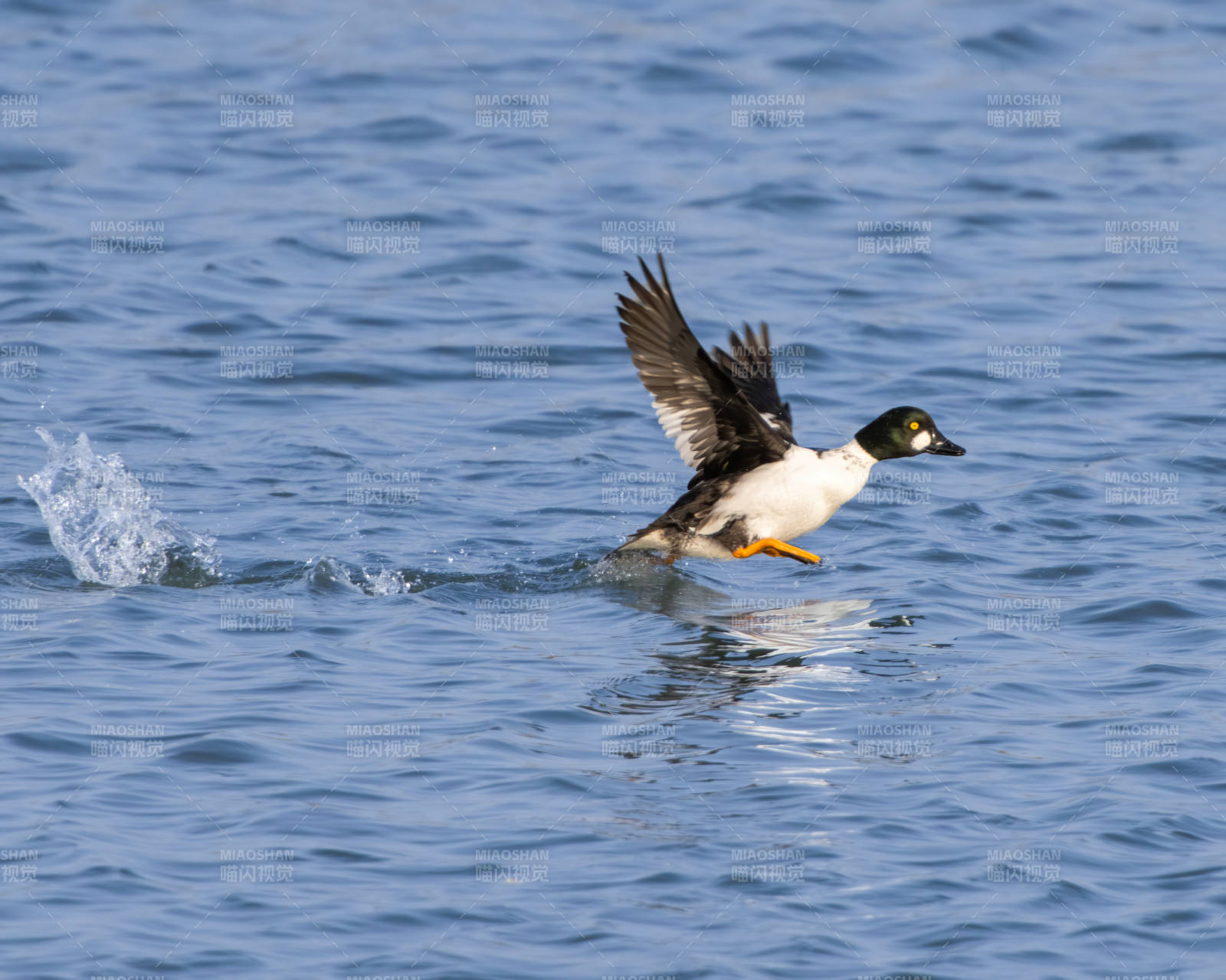 水鸟展翅掠过水面图片