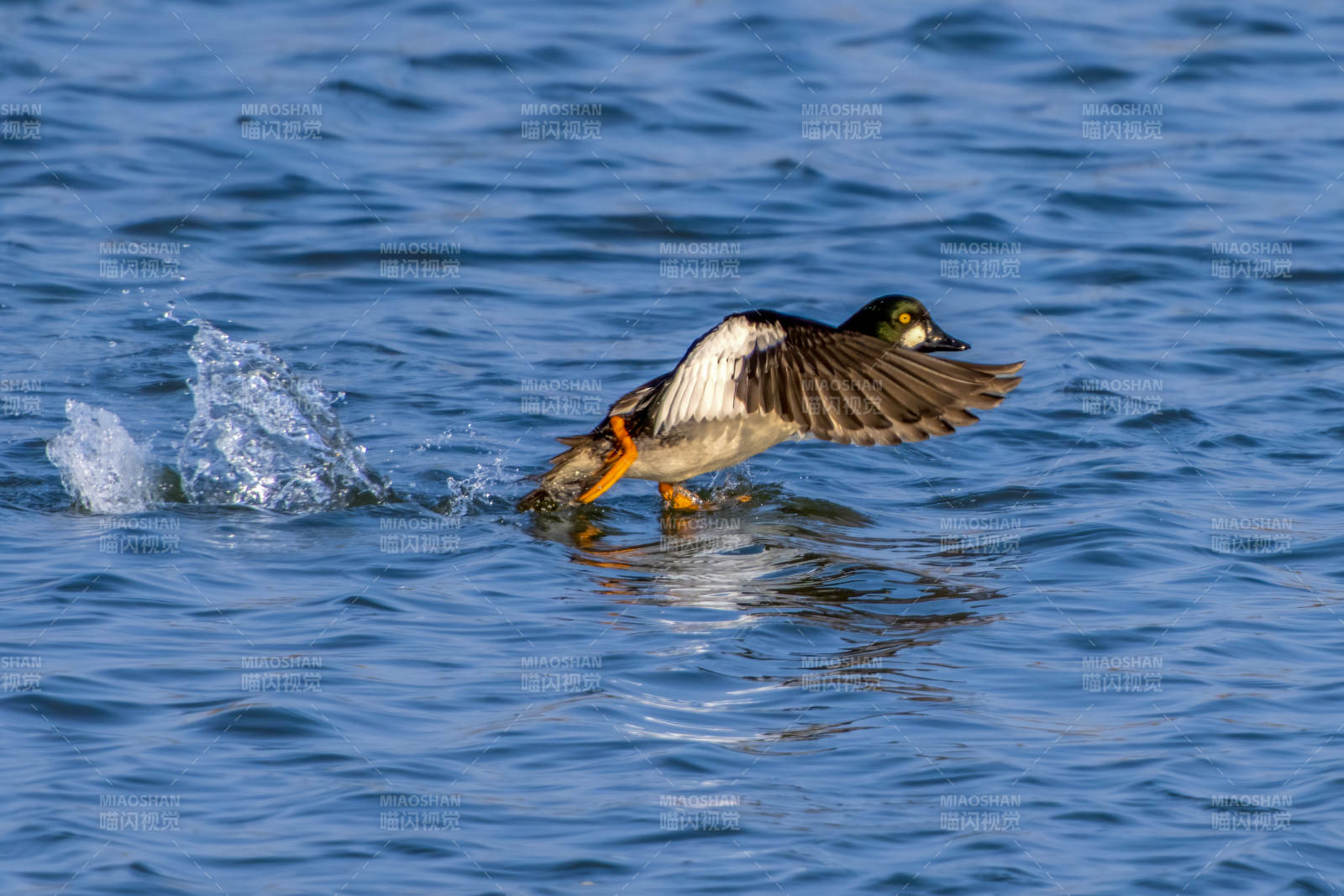 鸭子捕食瞬间图片