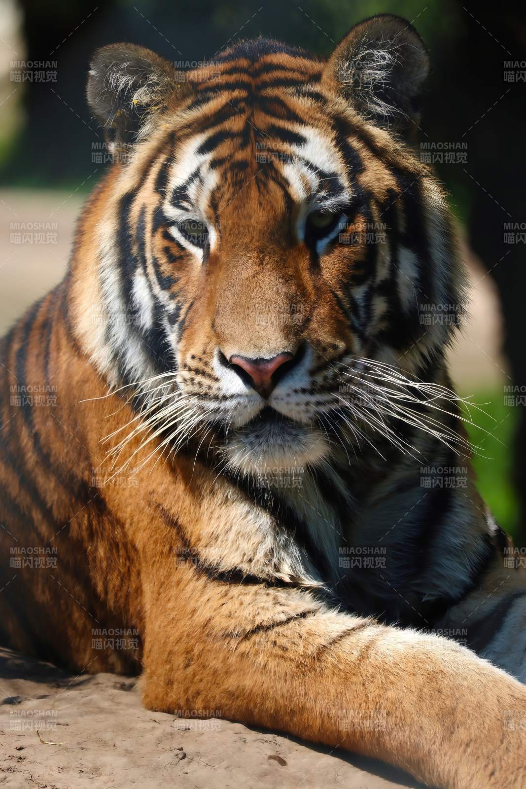 威严的老虎静卧休息图片