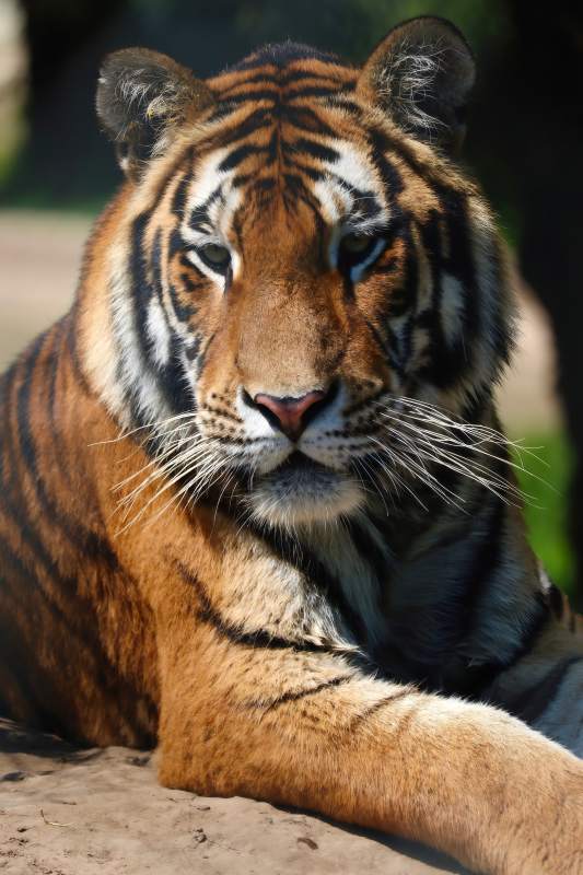 威严的老虎静卧休息图片