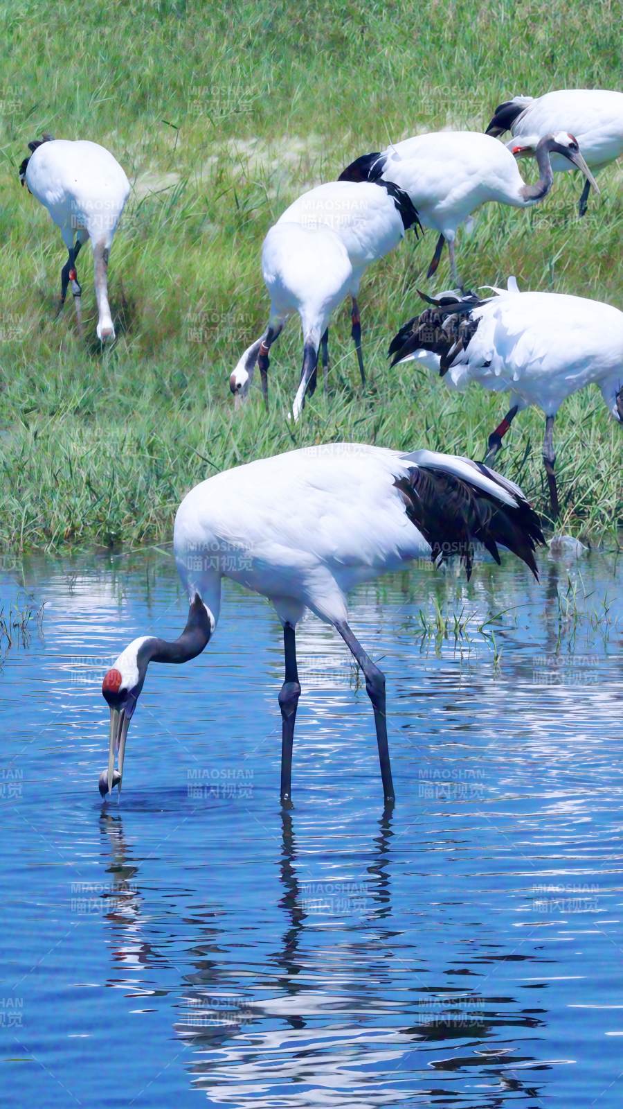 白鹤觅食水边草丛中图片