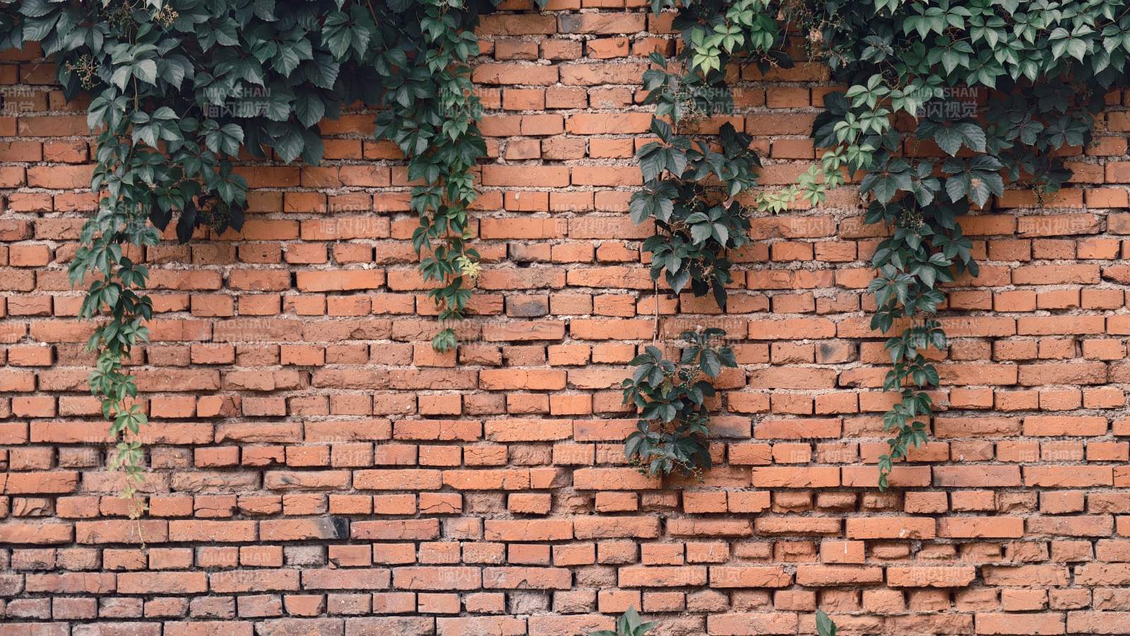 红砖墙上的绿藤蔓图片