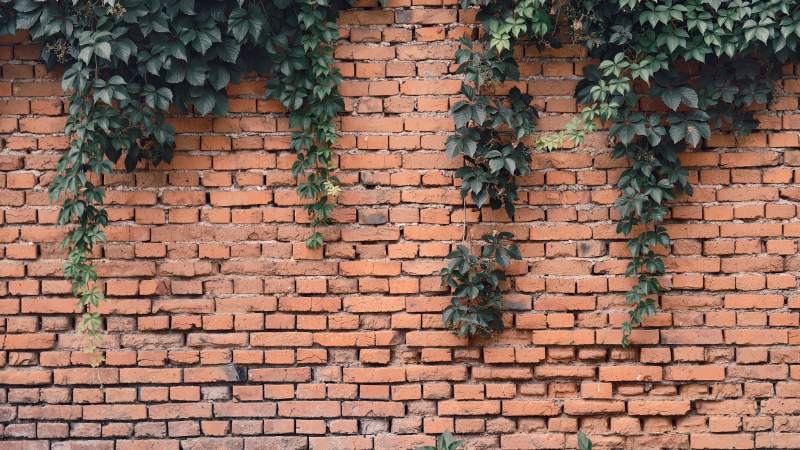 红砖墙上的绿藤蔓图片