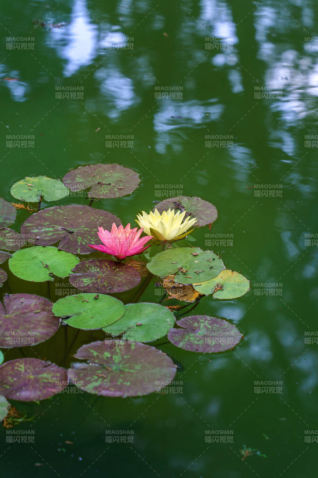 池塘中的莲花与荷叶图片