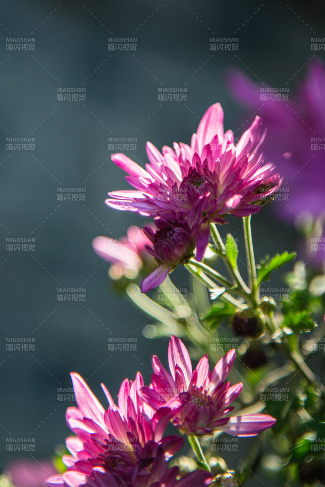 紫色菊花在阳光下绽放图片