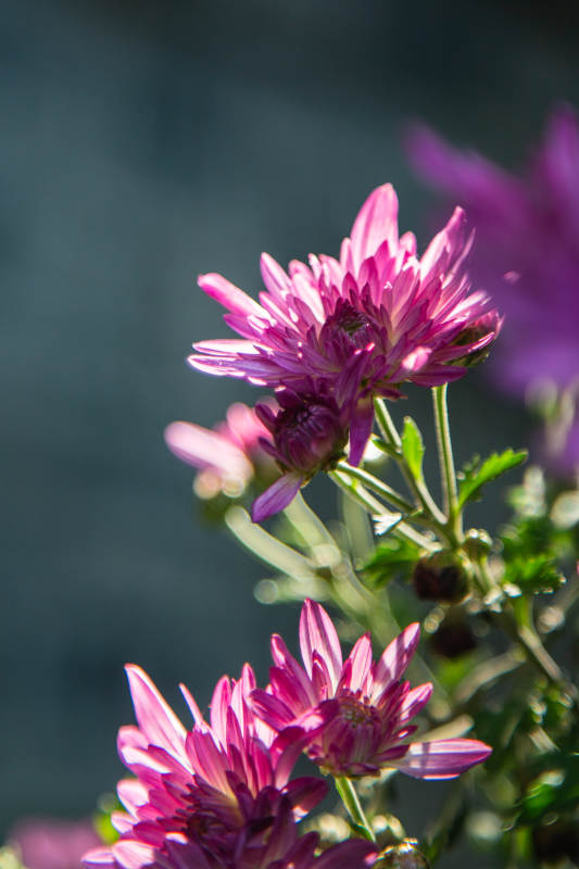 紫色菊花在阳光下绽放图片