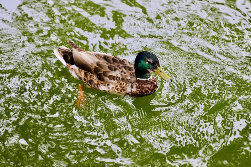 北京大观园绿水中游弋的鸭子图片