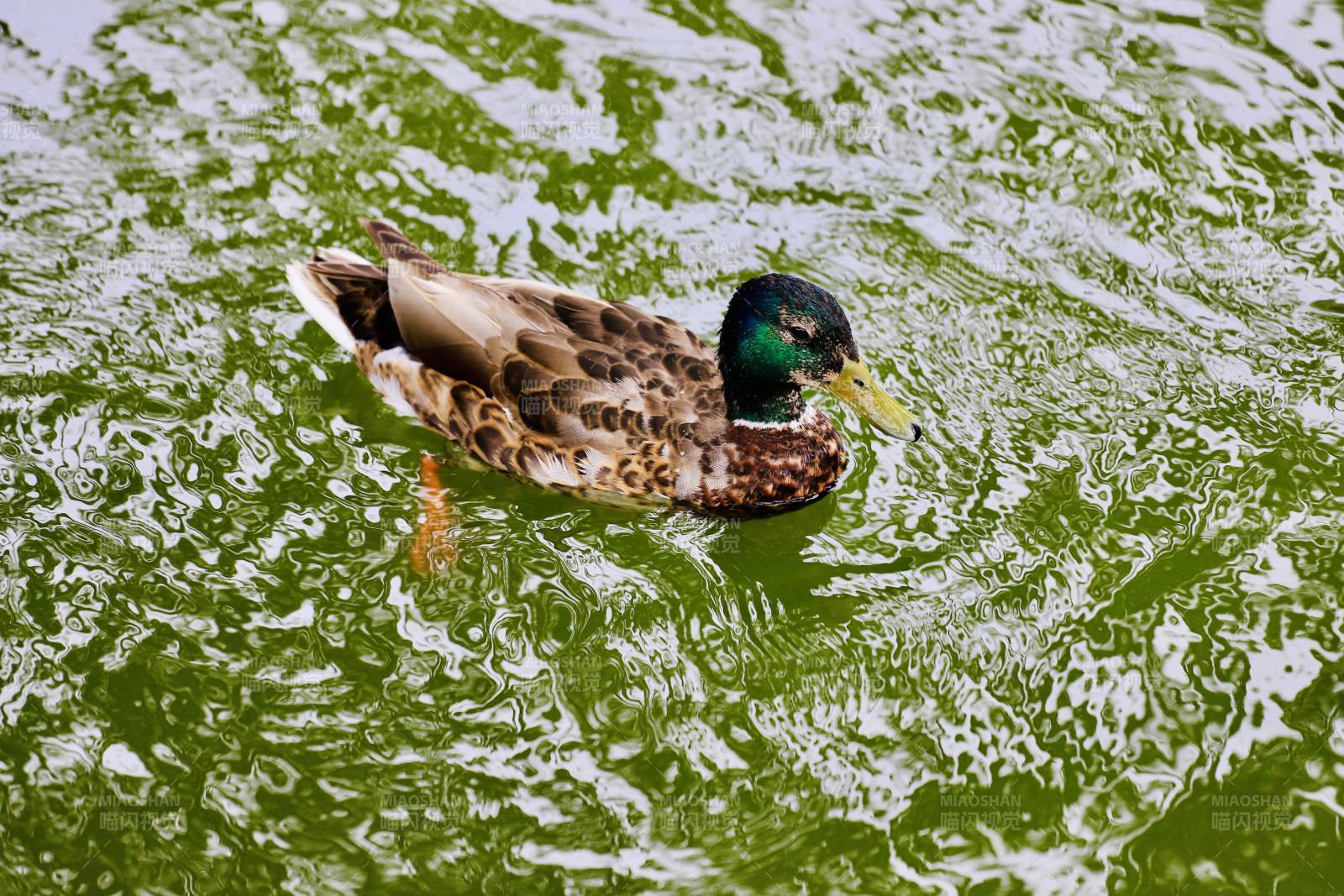 北京大观园绿水中游弋的鸭子图片