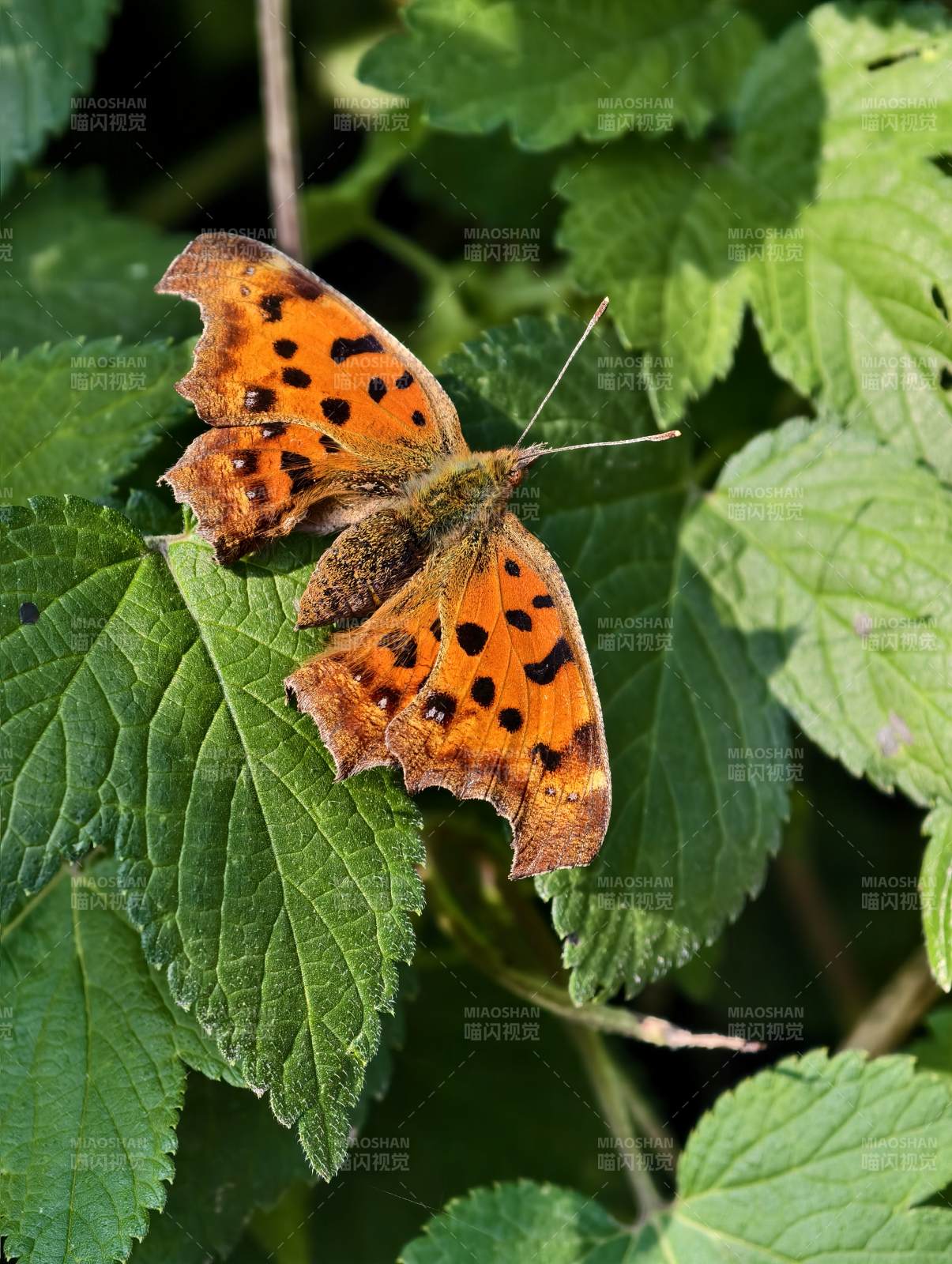 橙色蝴蝶栖息绿叶间图片