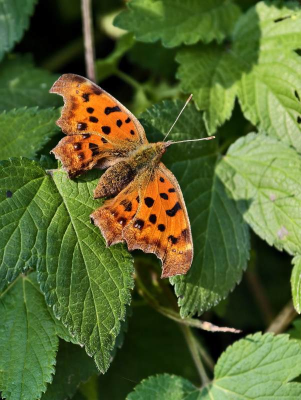 橙色蝴蝶栖息绿叶间图片