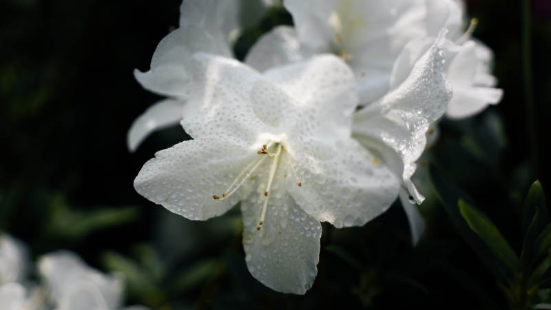 雨后白花 清新绽放图片
