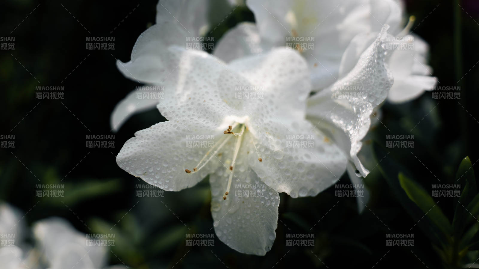 雨后白花 清新绽放图片