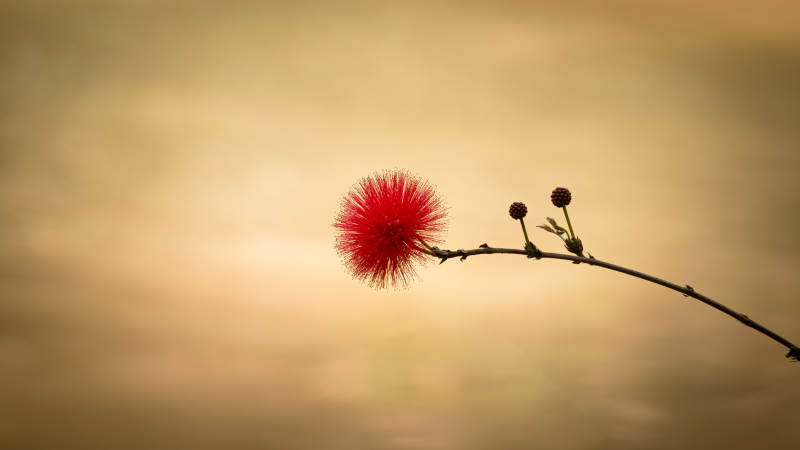 红绒花的静谧之美图片