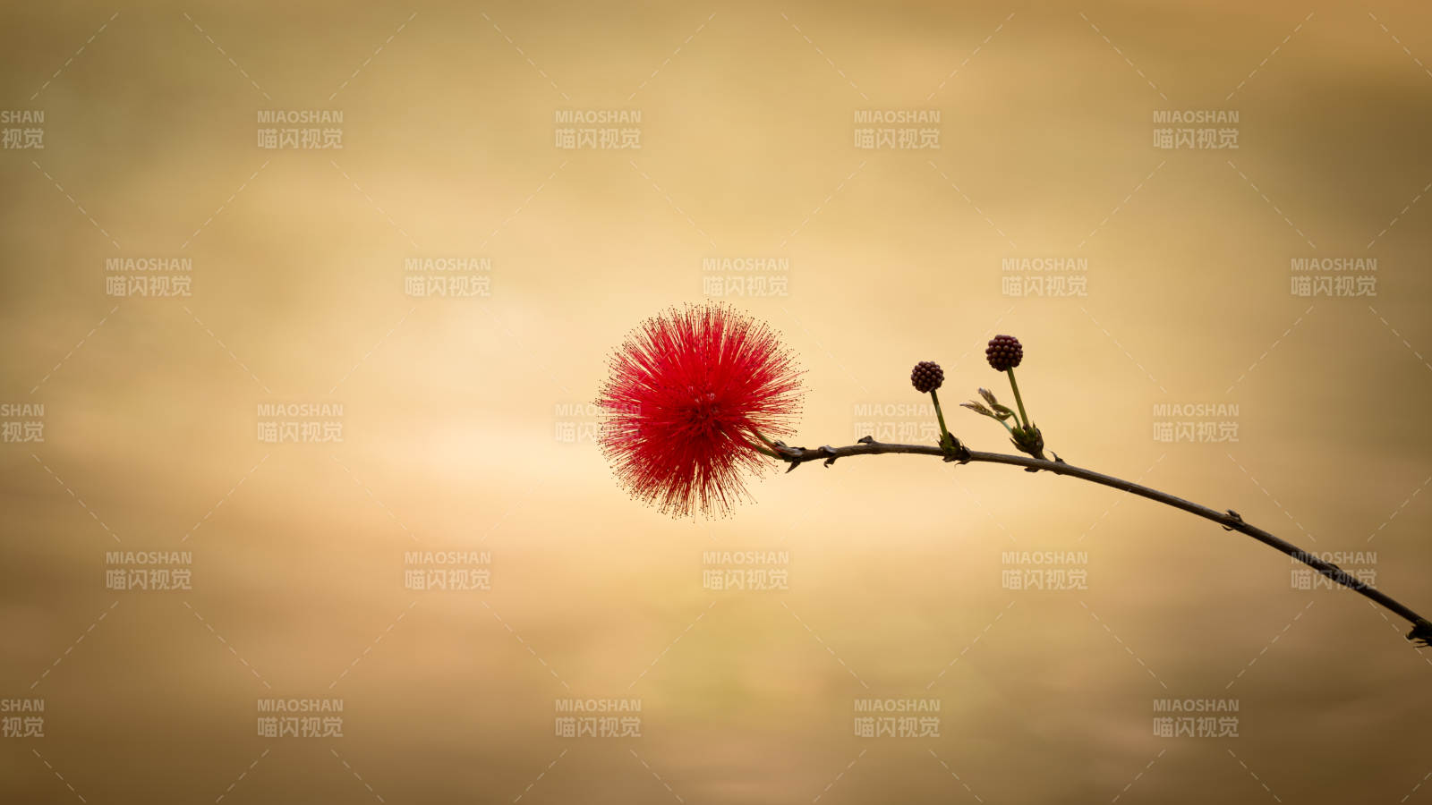 红绒花的静谧之美图片