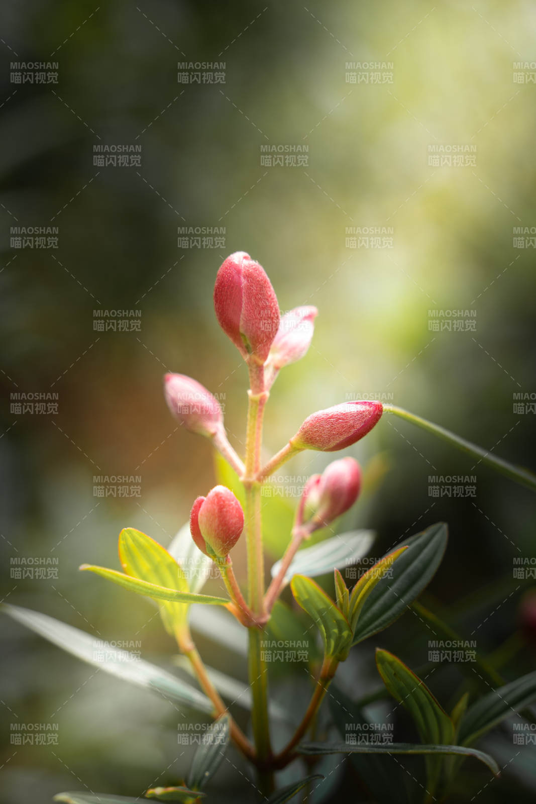 含苞待放的红色花蕾图片