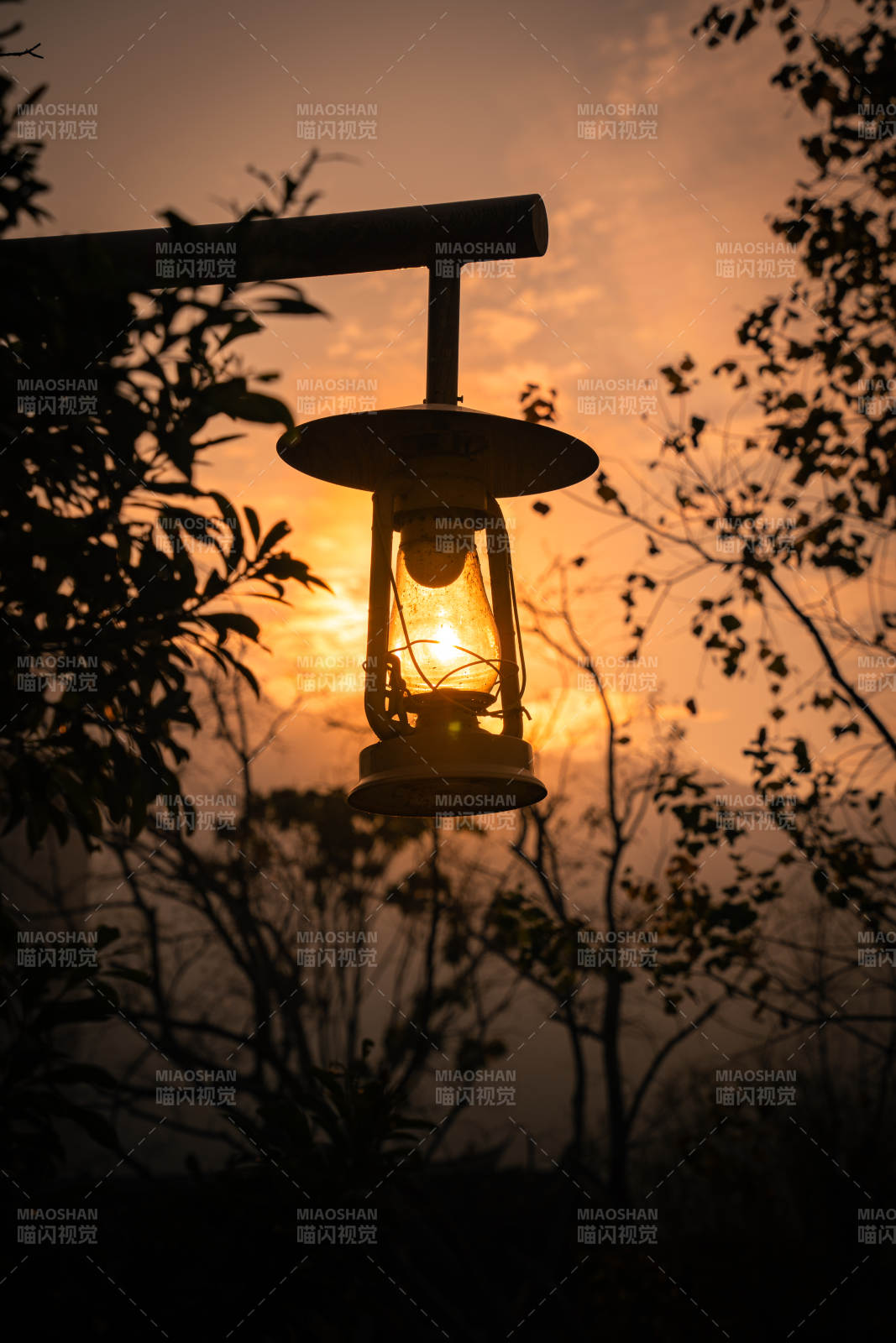 黄昏灯笼映树影图片