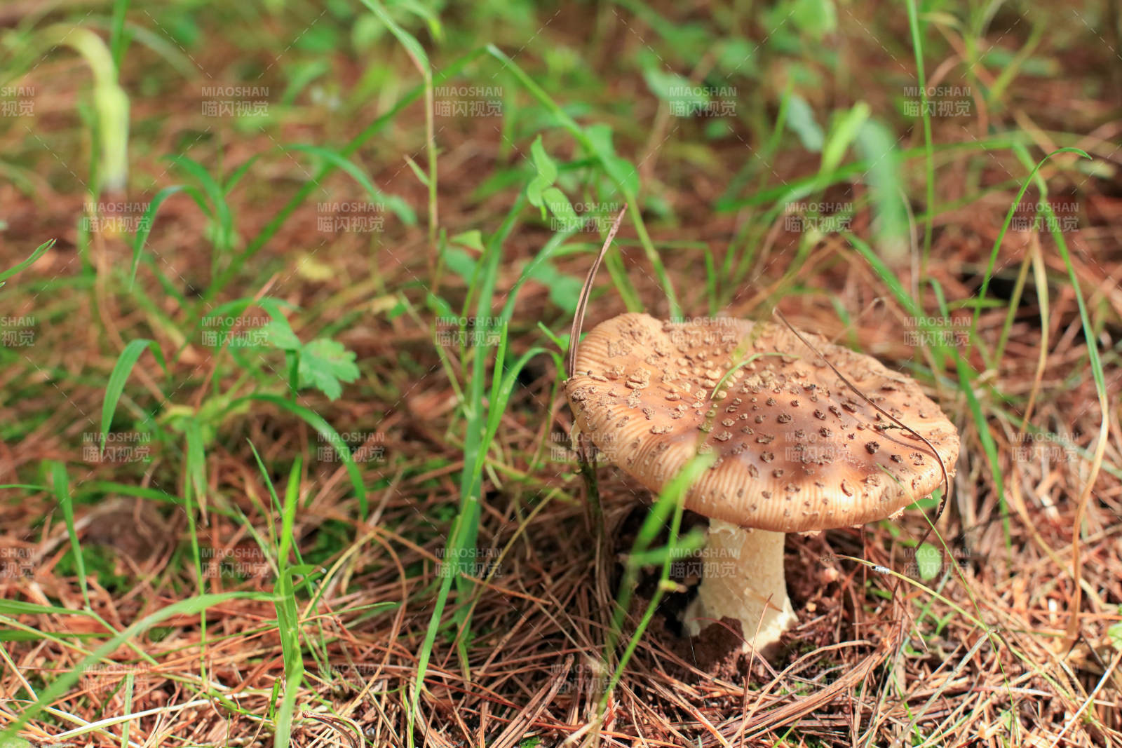 林间蘑菇静谧生长·云南野生菌图片