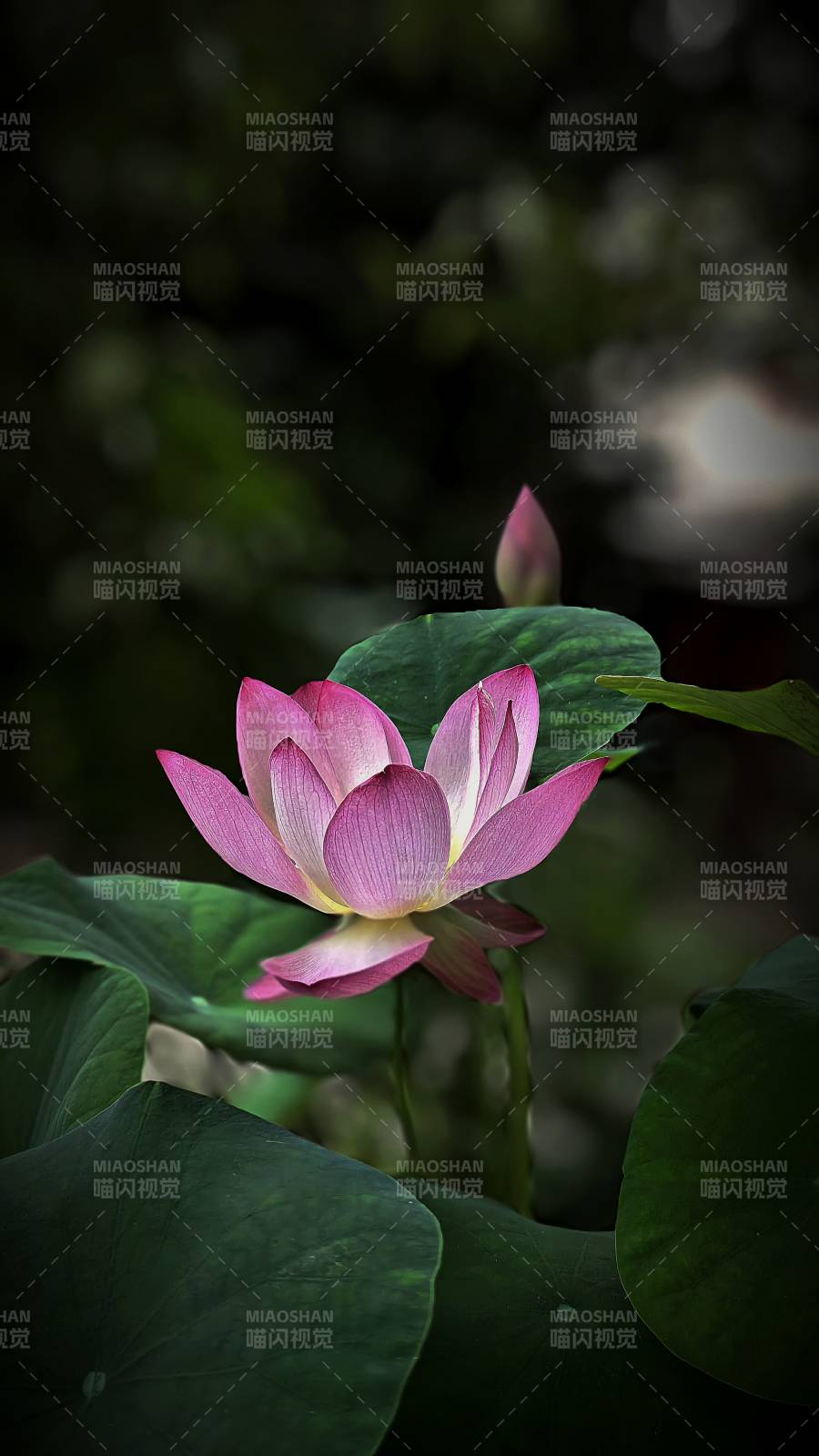 静谧荷塘 粉莲绽放图片