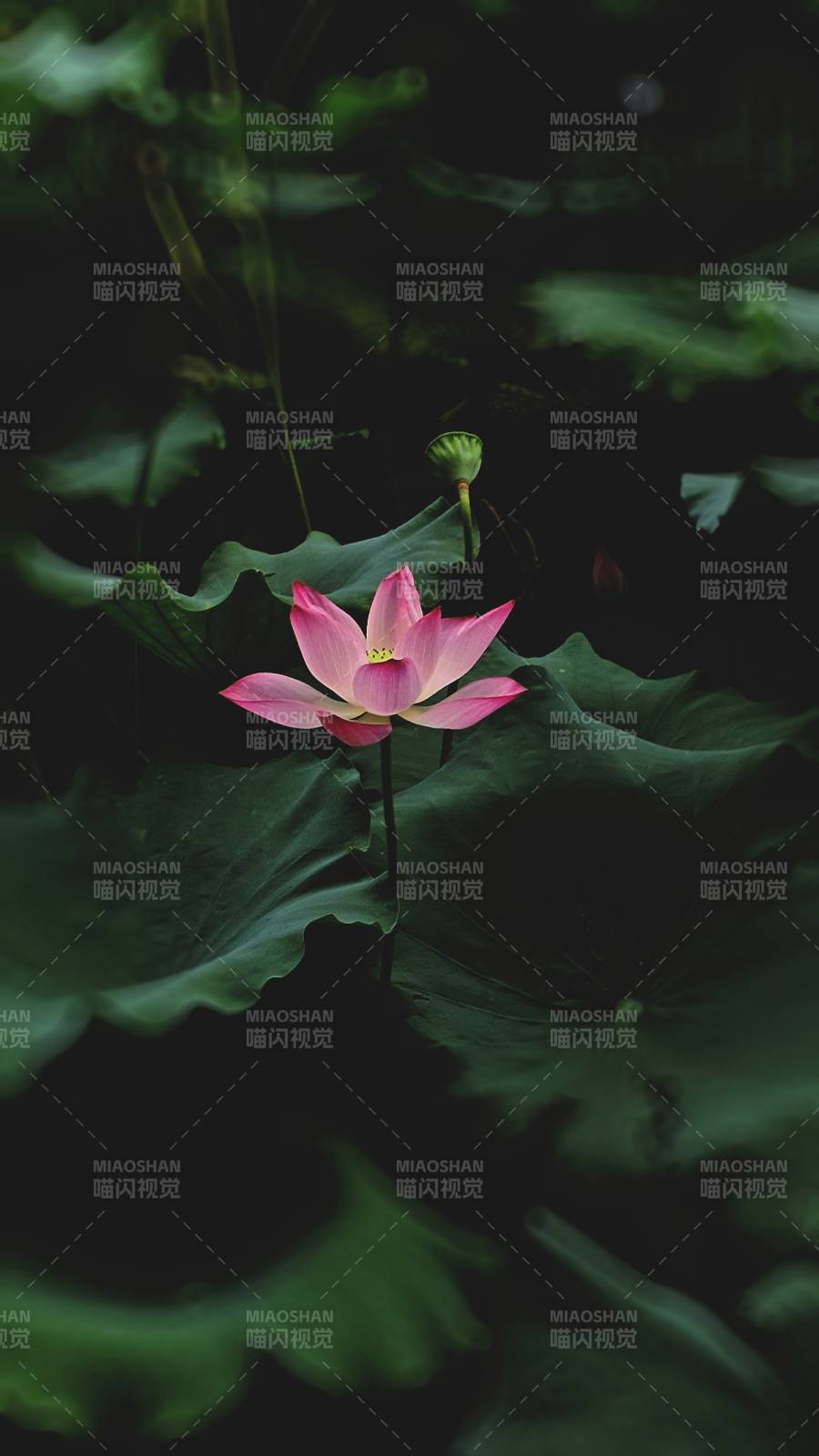 静谧荷塘 粉莲绽放图片