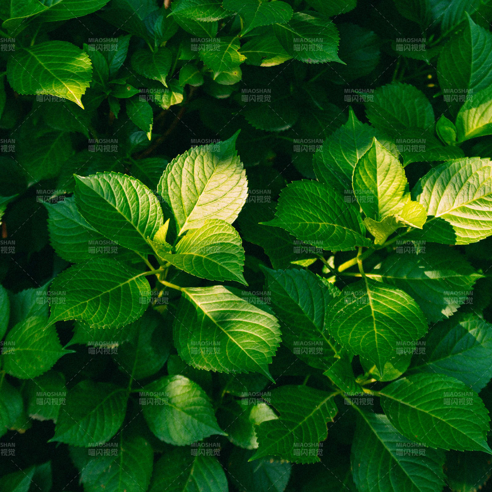 绿叶丛生 生机盎然图片