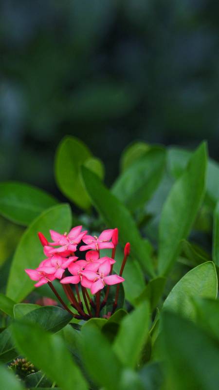 绿叶丛中的粉红花朵图片