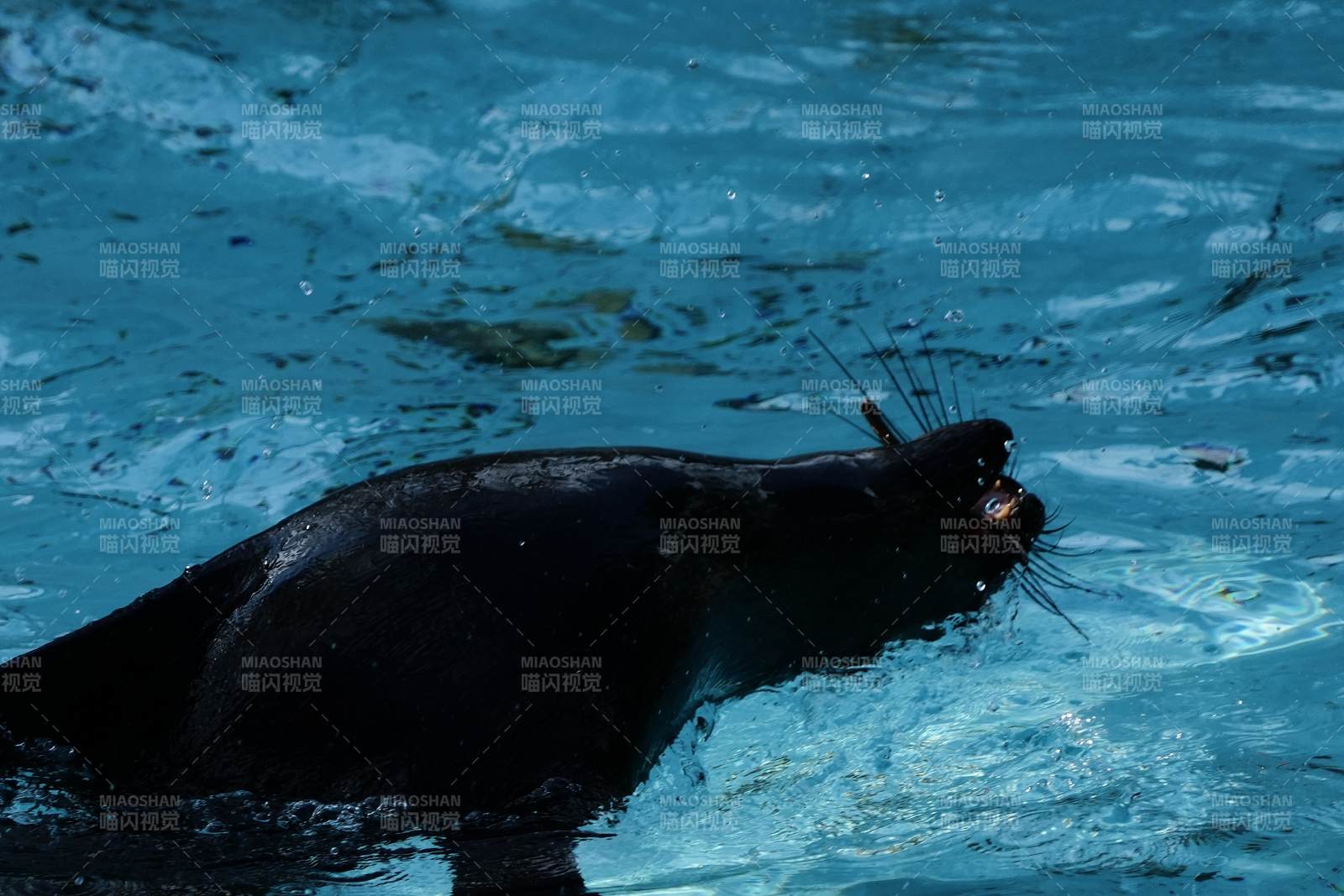 海豹水中捕食瞬间图片