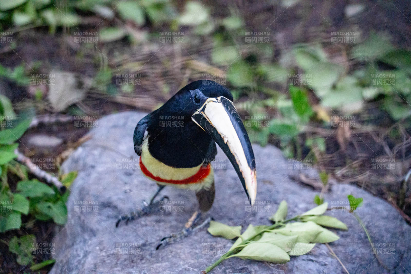 巨嘴鸟栖息石上图片
