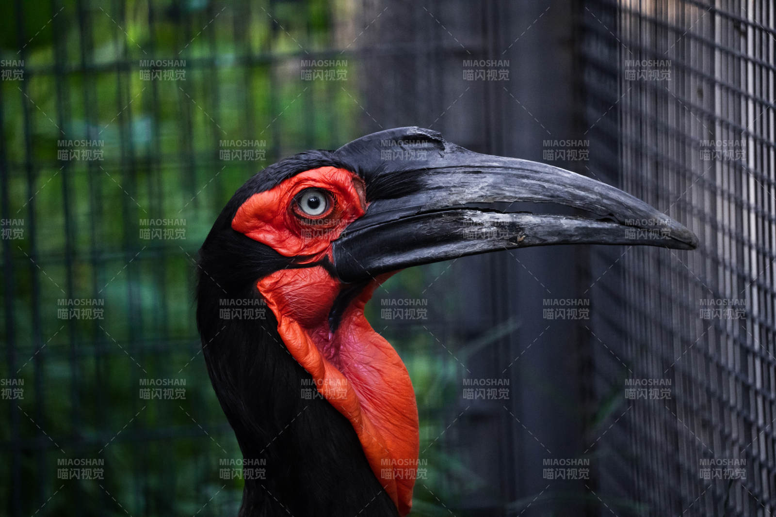 红脸地犀鸟的特写镜头图片