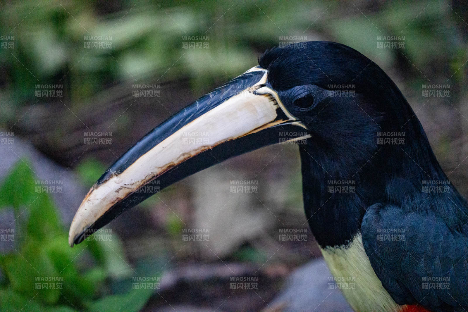 黑颈巨嘴鸟特写图片