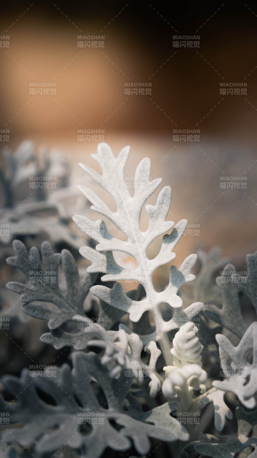 银叶菊的细腻之美图片