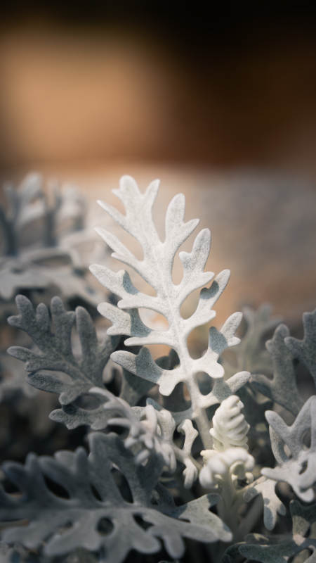 银叶菊的细腻之美图片