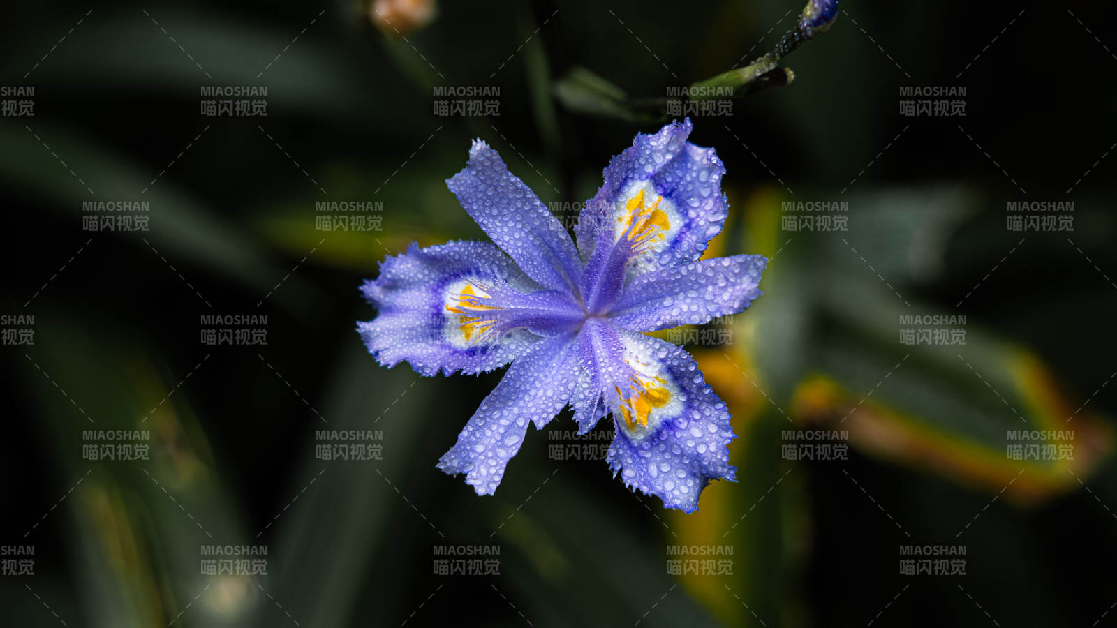 雨后紫花 清新绽放图片
