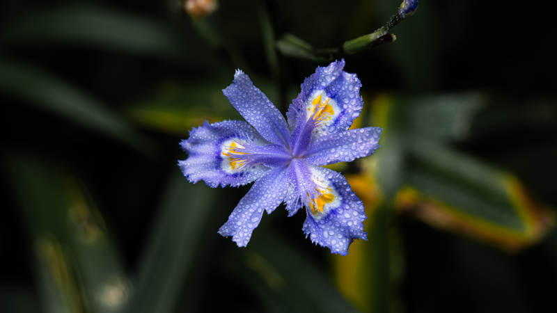 雨后紫花 清新绽放图片