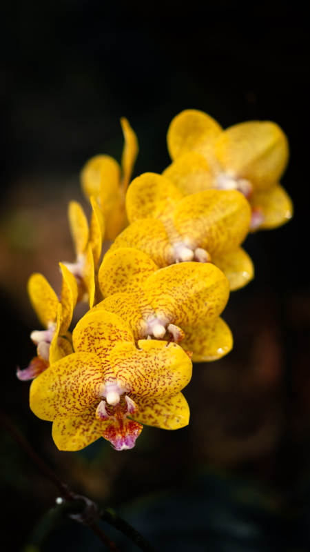 金黄兰花 点缀自然之美图片