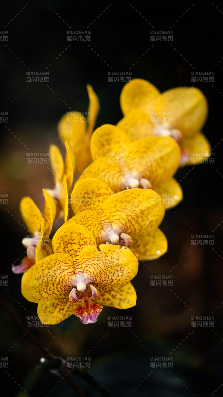 金黄兰花 点缀自然之美图片