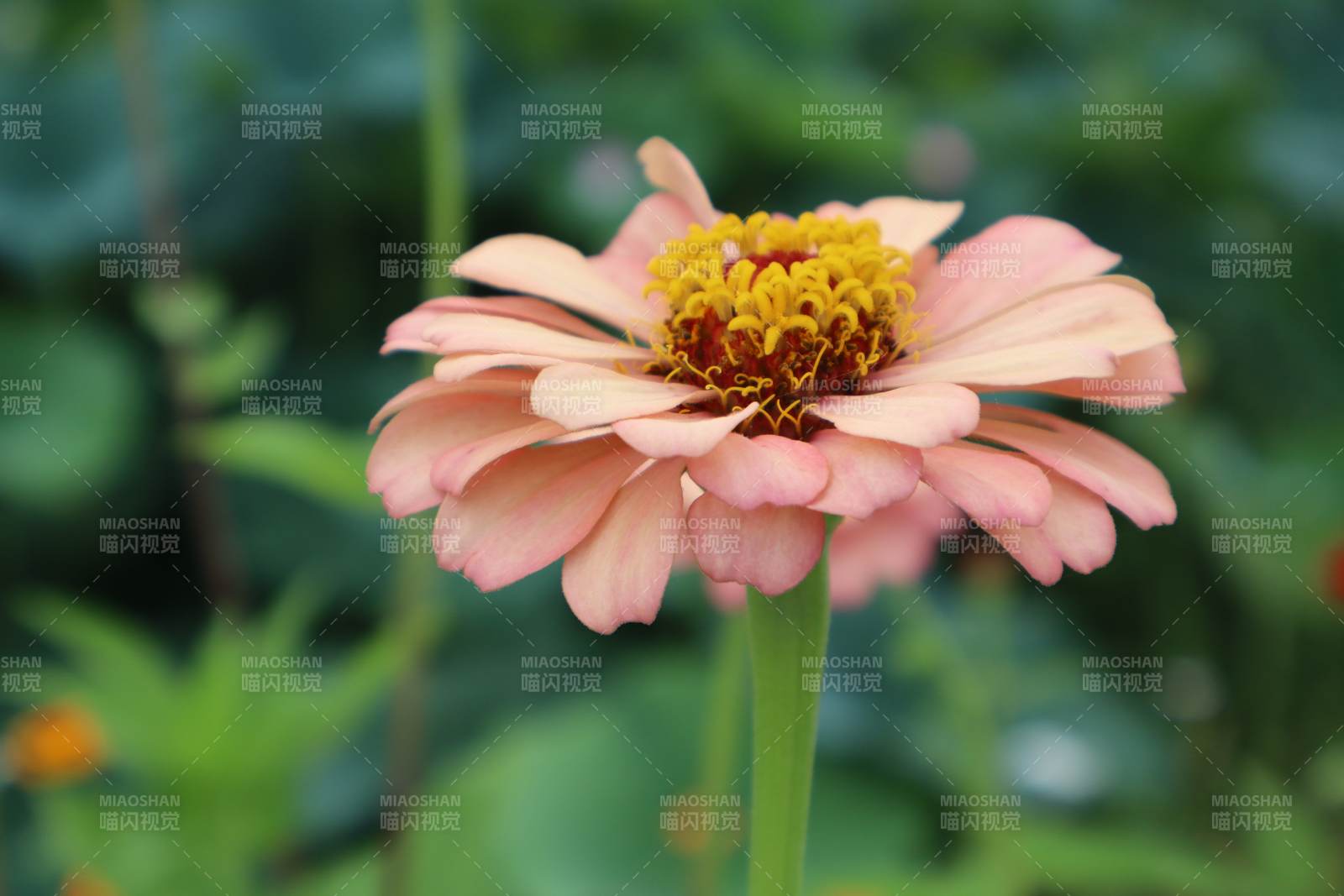 粉色花朵的美丽瞬间图片