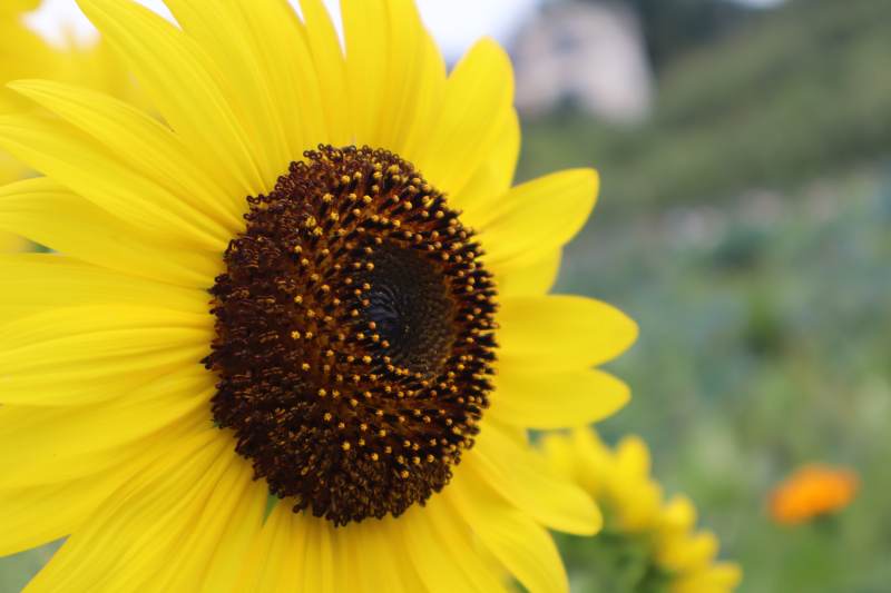 向日葵的灿烂笑容图片