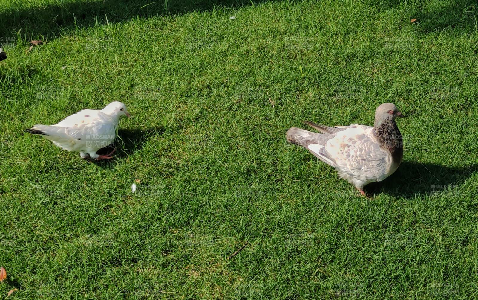 草地上的两只鸽子图片