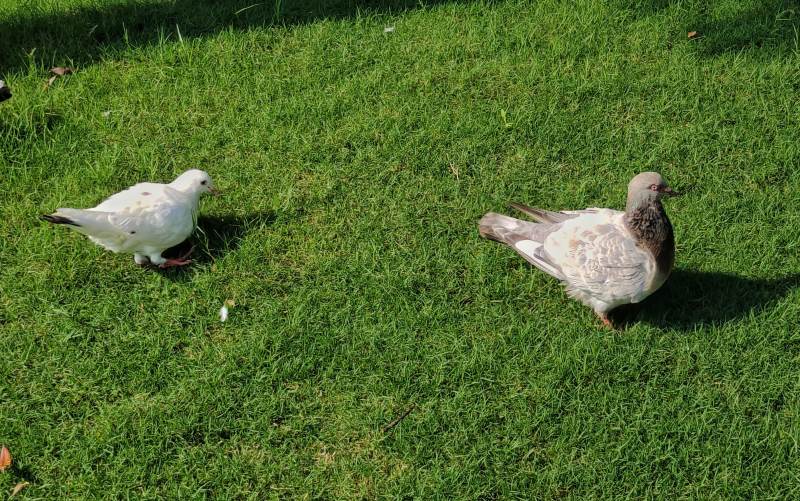 草地上的两只鸽子图片